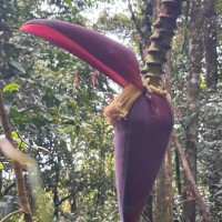 Musa acuminata Colla